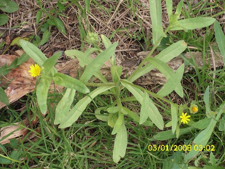 pianta 34 - Calendula sp.